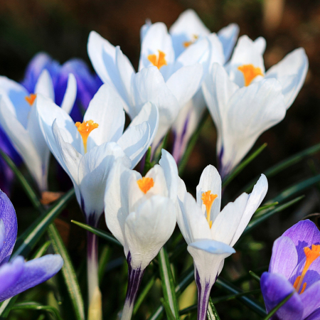 Bulbi de Branduse - Crocus Alb - 5 Bulbi