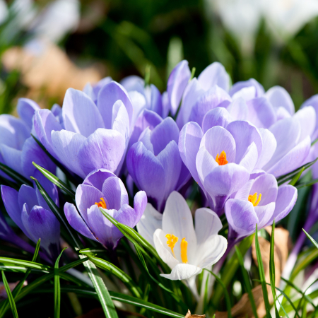 Bulbi de Branduse - Crocus Albastru - 5 Bulbi