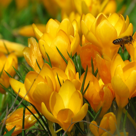 Bulbi de Flori - Crocus Galben - 5 Bulbi