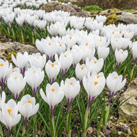 crocus-vernus-jeanne-d-arc-bulbi-albi-pepiniera-sibiu [1]