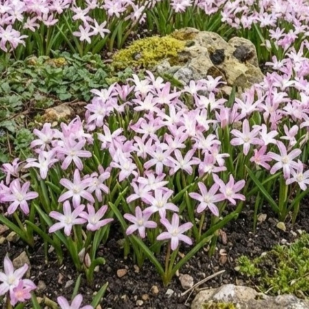 bulbi-chionodoxa-forbesii-pink-giant-15-buc-pepiniera-sibiu [1]
