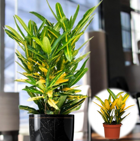 Croton Galben 15 - 20cm (2L) [1]
