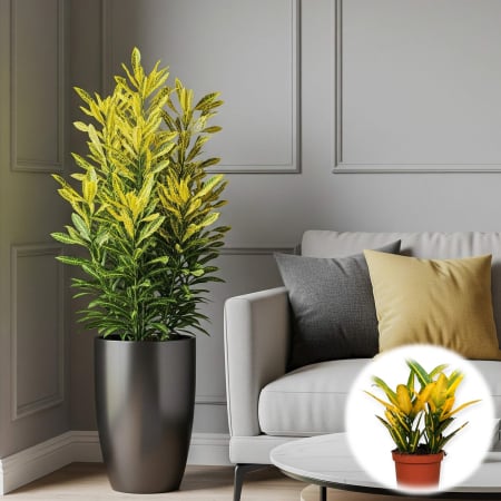 Croton - Croton Galben 15 - 20cm (2L)