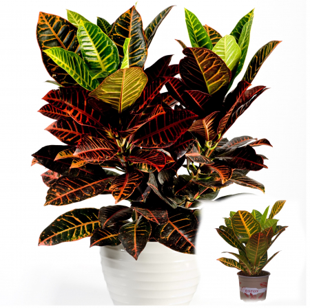 Croton V. Petra 50cm+ [2]