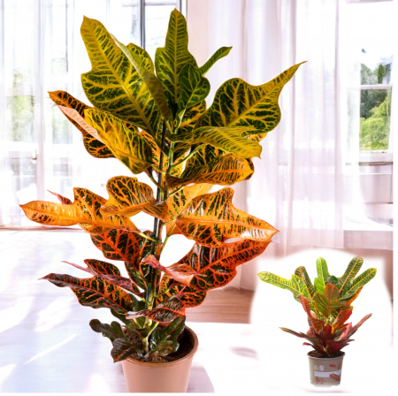 Croton V. Excellent 60cm+ [2]