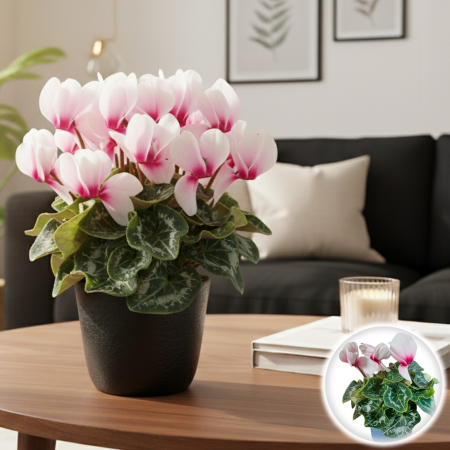 Cyclamen - Cyclamen Roz-Alb - XL