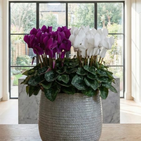 Plante Interior - Cyclamen Mov-Alb - XL