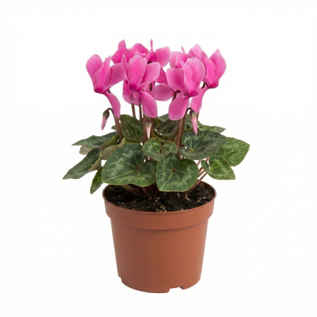 Flori Gradina si Balcon - cyclamen-roz-xl-planta-ghiveci-pepiniera-sibiu