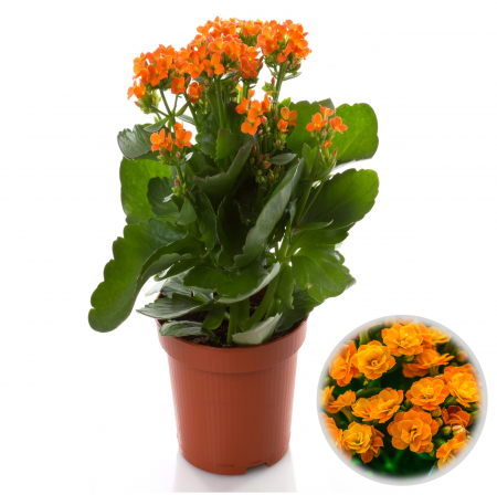 Kalanchoe - Kalanchoe Portocalie