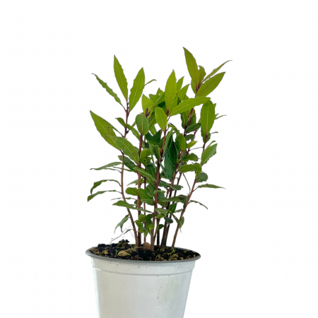 Dafin 'Laurus Nobilis' [1]