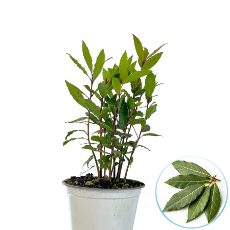 Dafin - Dafin 'Laurus Nobilis'