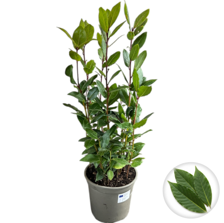 Dafin - dafin-laurus-nobilis-40cm-aromatic-pepiniera-sibiu
