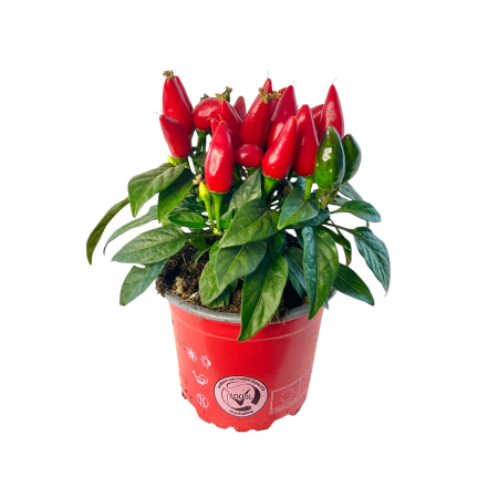 Capsicum Salsa - Ardei ornamental - Rosu [1]