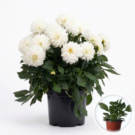 Flori Gradina si Balcon - Dahlia Novita White dalie pitica floare alba ghiveci Pepiniera Sibiu