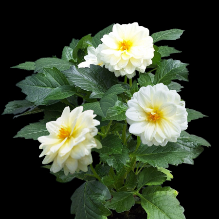 Dalia Pitica - Alb (P12) [1]