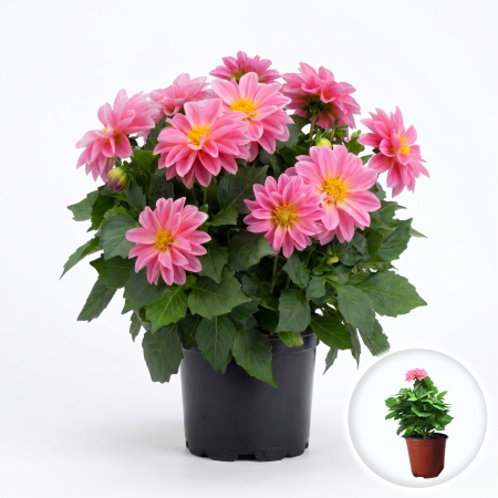 Flori Gradina si Balcon - Dalie pitica roz Dahlia hybrida ghiveci flori vara balcon Pepiniera Sibiu