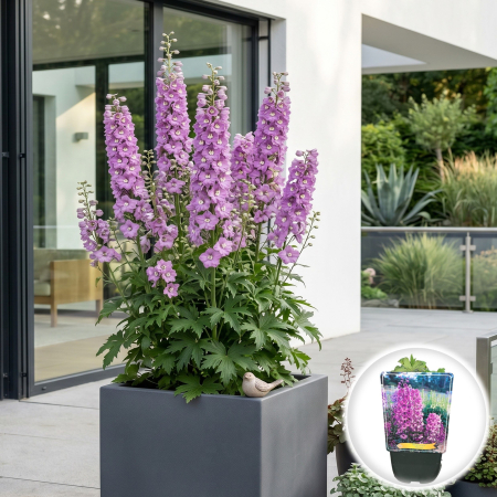 Bulbi de Delphinium - delphinium-astolat-perena-roz-pepiniera-sibiu