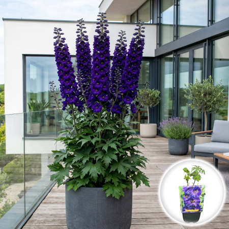 Bulbi de Delphinium - delphinium-black-knight-nemtisor-peren-pepiniera-sibiu