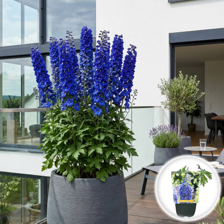 Bulbi de Delphinium - delphinium-dark-blue-nemtisor-peren-pepiniera-sibiu