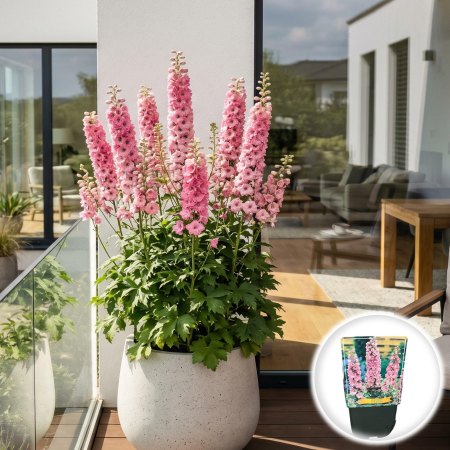 Bulbi de Delphinium - delphinium-pink-shades-plante-perene-roz-pepiniera-sibiu