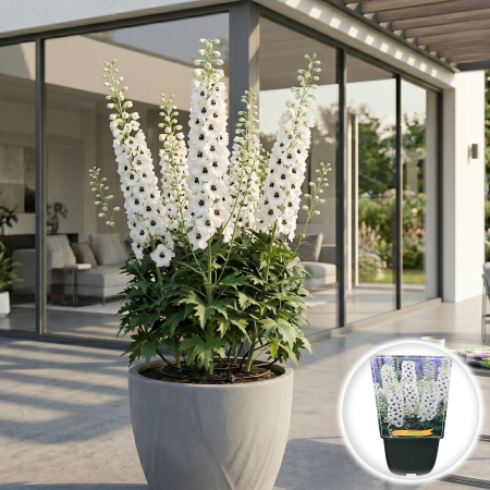 Bulbi de Delphinium - delphinium-white-dark-blue-perena-pepiniera-sibiu