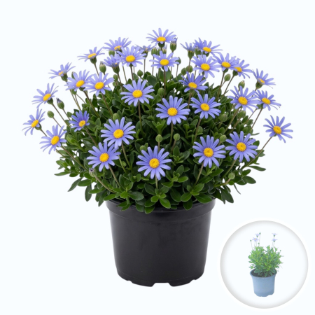 Flori Gradina si Balcon - Felicia albastra Felicia amelloides margareta albastra ghiveci Pepiniera Sibiu