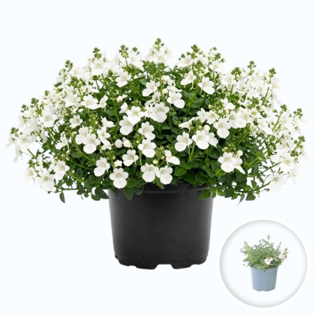 Flori Gradina si Balcon - Diascia Alba White flori albe ghiveci ramificata Pepiniera Sibiu