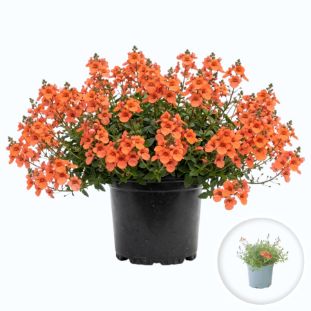 Flori Gradina si Balcon - Diascia Portocalie Miracle Orange flori portocalii ghiveci Pepiniera Sibiu