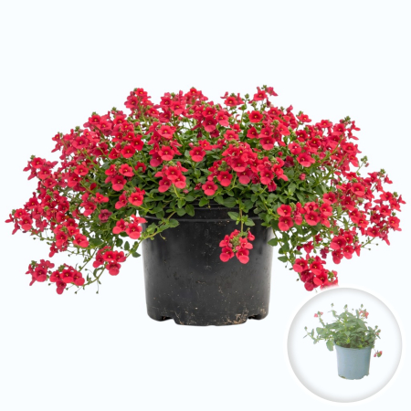 Flori Gradina si Balcon - Diascia rosu Trailing Red flori rosii ghiveci ramificata Pepiniera Sibiu