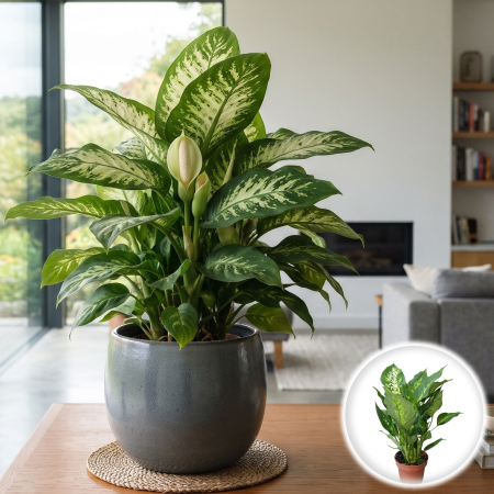 Dieffenbachia - dieffenbachia-amy-planta-de-apartament-decorativa-pepiniera-sibiu