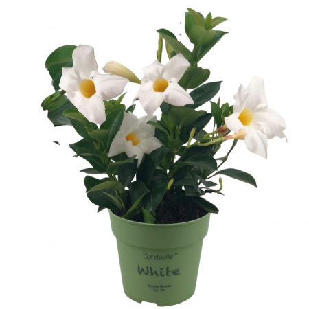 Flori Gradina si Balcon - Dipladenia - alba (P13)