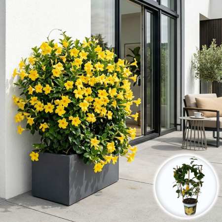 Flori Gradina si Balcon - Dipladenia Mandevilla galbena liana suport bambus 45cm ghiveci 15cm flori exotice Pepiniera Sibiu