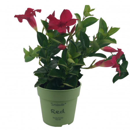 Flori Gradina si Balcon - Dipladenia - Rosu (P13)