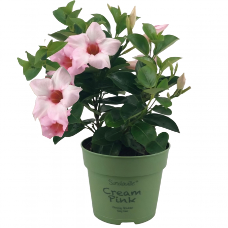 Flori Gradina si Balcon - Dipladenia - Roz Deschis (P13)