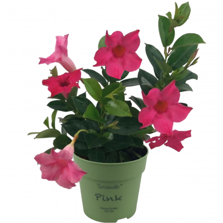 Flori Gradina si Balcon - Dipladenia - Roz Inchis (P13)