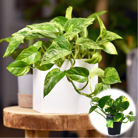 Epipremnum - Epipremnum Aureum - 25cm+