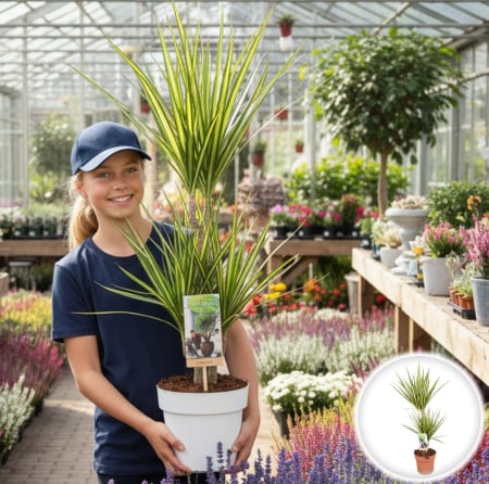 Dracena - Dracena M. Sunray - 2 Tulpini