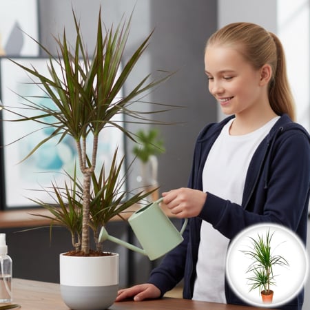 Dracena - Dracena M. Magenta - 2 Tulpini (90cm)