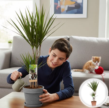 Dracena - Dracena Marginata - 2 Tulpini