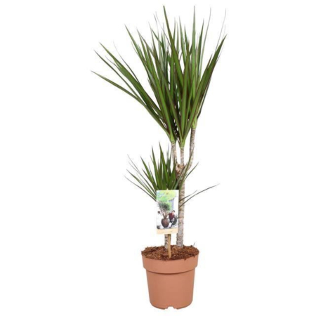 Dracena Marginata - 2 Tulpini [2]