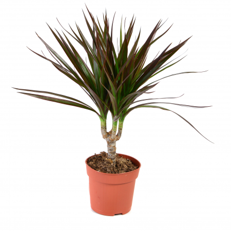 Dracena - Dracena Marginata - 20-30cm (P12)
