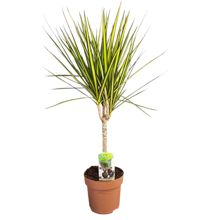 Dracena M. Sunray - 80cm [1]