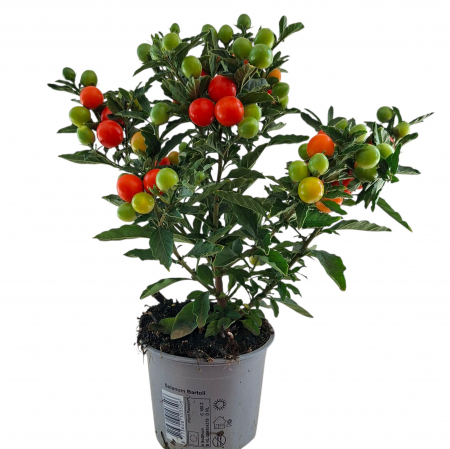 Solanum - Marul Dragostei - 30cm [1]