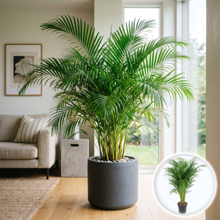 Palmier - palmier-areca-dypsis-lutescens-mare-pepiniera-sibiu