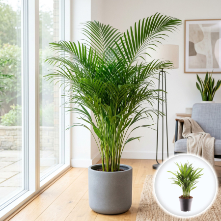 Palmier - Dypsis lutescens Palmier Areca Interior 40cm Ghiveci Pepiniera Sibiu