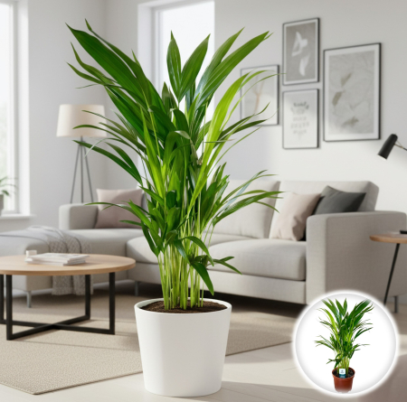 Dypsis - Palmier Areca - Mini [1]