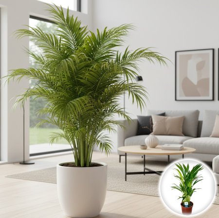 Palmier - Dypsis - Palmier Areca - Mini