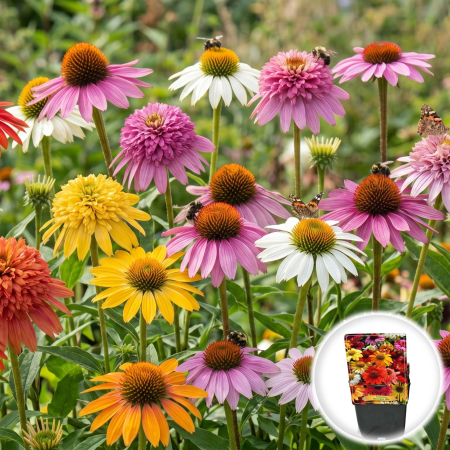Bulbi de Echinacea - echinacea-breeders-mix-perene-multicolore-pepiniera-sibiu