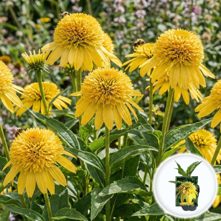 Bulbi de Echinacea - echinacea-eccentric-yellow-flori-galbene-pepiniera-sibiu