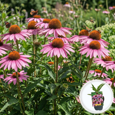 Bulbi de Echinacea - echinacea-purpurea-magnus-floare-roz-pepiniera-sibiu
